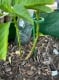 Прикачено изображение от потребител 1 за 20 buc. Cuie de sprijin ROOTZI® pentru plante.