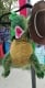 Прикачено изображение от потребител 1 за Rucsac cu dinozauri 3D - DINOBACK®.